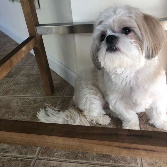 This is my dog Riker - Picture 3 of 7